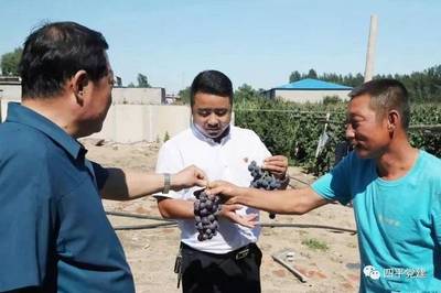 英城滋味第一书记“代言”|我是双辽市辽东街丰巨村第一书记苑如维,我为丰巨村葡萄代言
