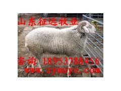 双辽肉羊养殖场 小尾寒羊、波尔山羊与杜泊绵羊价格及养殖分析